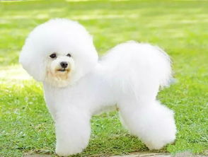 宠物食品 撬动千亿宠物经济的黄金赛道